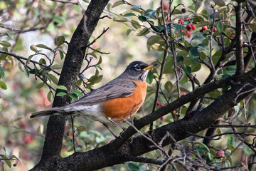 American Robin