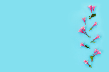 Beautiful pink weigela flowers on blue paper background. Trendy creative backdrop.