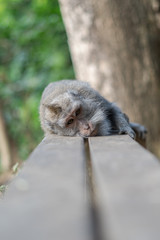 Bali Monkeys at monkey forest
