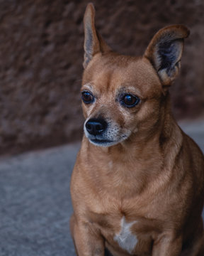 Perro Chihuahua observando al horizonte