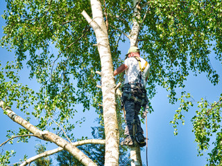 Fototapeta premium Mature male tree trimmer high in birch tree, 30 meters from ground, cutting branches with gas powered chainsaw and attached with headgear for safe job