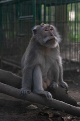 Bali Monkeys at monkey forest