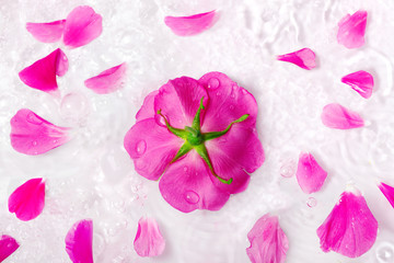 Flowers and petals of a beautiful pink rose with water drops on a white background. Creative waves and splashes and floral pattern.