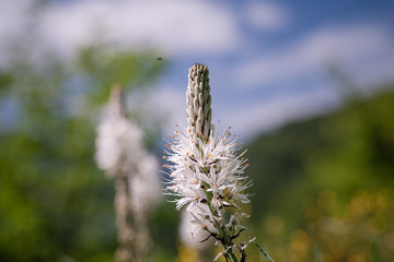 White wildflower Asphodelus albus in the Pyrenees mountain