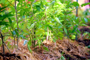 Tomatoes young bushes in the growth stage on the ground close-up, selective focus.