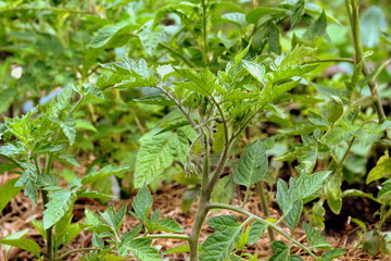 Tomatoes young bushes in the growth stage on the ground close-up, selective focus.