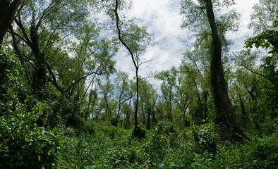 Wildlife and Flora. Magical Green Forest. Panorama View of Pre Delta National Park Tropical Rainforest foliage, leafage, branches and trunks