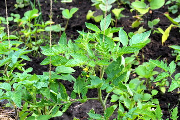 Tomatoes young bushes in the growth stage on the ground close-up, selective focus.