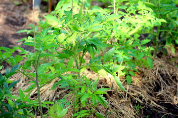 Tomatoes young bushes in the growth stage on the ground close-up, selective focus.