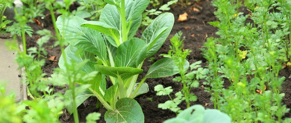 Young cabbage with wide lettuce leaves close-up, selective focus.