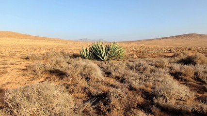 vegetation in a desert place
