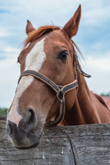 Portrait of a brown Mare, horse farm