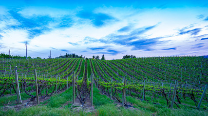 Vineyard in the beautiful Okanagan BC.