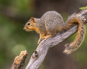 Fox Squirrel in a  tree
