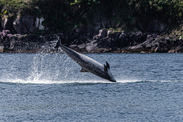 Fungie -The Dingle Dolphin- resident in Dingle Harbour since 1983