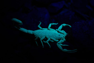 Arizona Bark Scorpion (Centruroides sculpturatus) under UV light