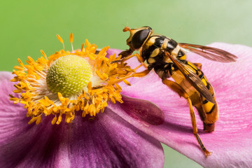 Syrphid (Hover) fly on Windflower (Anemone hupehensis)