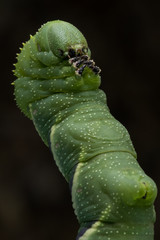 Fototapeta premium Rustic Sphinx Moth (Manduca rustica) Caterpillar