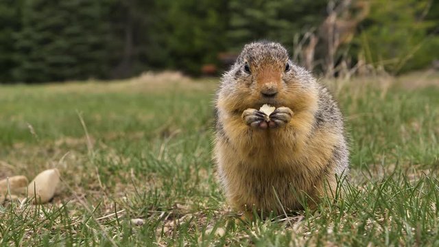 A Columbian ground squirrel (Urocitellus columbianus) in E. C. Manning park, British Columbia, Canada looking out of the entrance of its burrow after a long winter hibernation