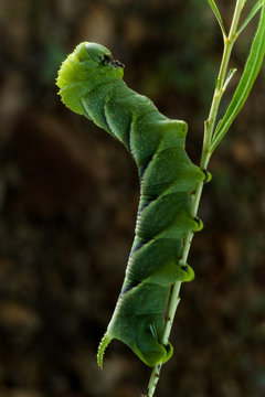 Rustic Sphinx Moth (Manduca rustica) Caterpillar