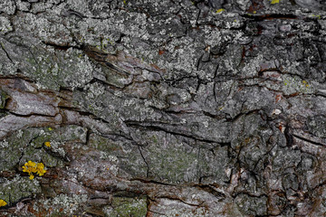 Background, bark texture, in dark colors, bark structure