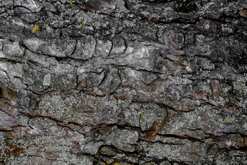 Background, bark texture, in dark colors, bark structure