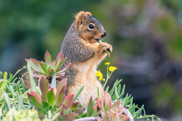 Squirrel Eating Succulents