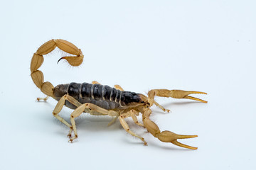 Desert Hairy Scorpion (Hadrurus arizonensis)