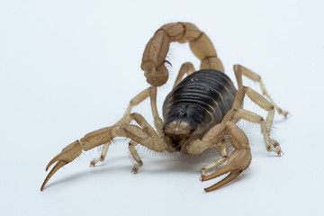 Desert Hairy Scorpion (Hadrurus arizonensis)