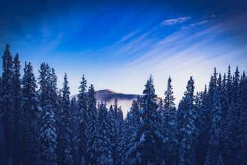 Fototapeta na wymiar A blue mountain view thought snow-covered tree's at Apex mountain