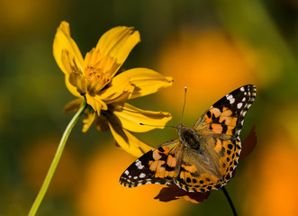 Painted Lady Butterfly (Vanessa cardui), Tucson, AZ