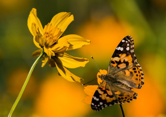 Painted Lady Butterfly (Vanessa cardui), Tucson, AZ