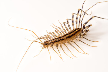 House Centipede (Scutigera coleoptrata)