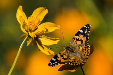 Painted Lady Butterfly (Vanessa cardui), Tucson, AZ