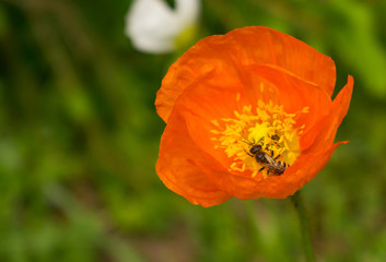 Bienen sammeln ihren Nektar von Mohnblüten. Den Mohn gibt es in verschiedenen Farben, darunter orange und weiß. Die Blüten entfalten ihre Pracht im Sommer, vorwiegend in den Monaten Mai und Juni. 