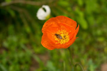 Fototapeta premium Bienen sammeln ihren Nektar von Mohnblüten. Den Mohn gibt es in verschiedenen Farben, darunter orange und weiß. Die Blüten entfalten ihre Pracht im Sommer, vorwiegend in den Monaten Mai und Juni. 
