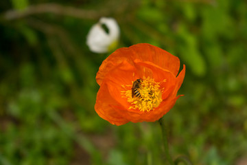 Fototapeta premium Bienen sammeln ihren Nektar von Mohnblüten. Den Mohn gibt es in verschiedenen Farben, darunter orange und weiß. Die Blüten entfalten ihre Pracht im Sommer, vorwiegend in den Monaten Mai und Juni. 
