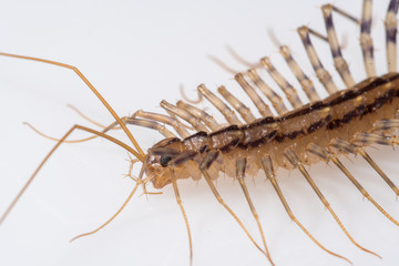 House Centipede (Scutigera coleoptrata)