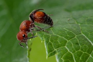 Red Velvet Ant (Dasymutilla occidentalis)