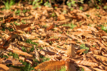 fall leaves