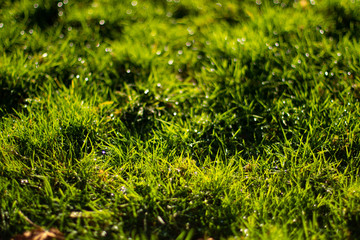 grass bokeh