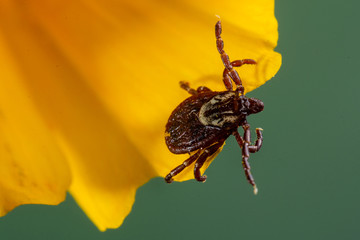 American Dog Tick (Dermacentor variabilis)