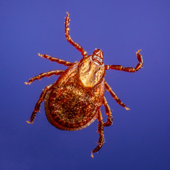 American Dog Tick (Dermacentor variabilis)