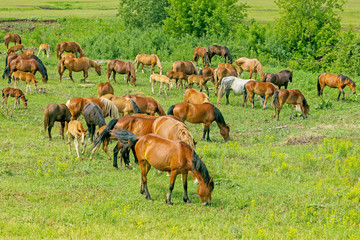 Naklejka na ściany i meble a herd of horses graze on a green meadow