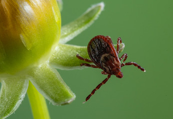 American Dog Tick (Dermacentor variabilis)