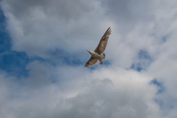 seagull in flight