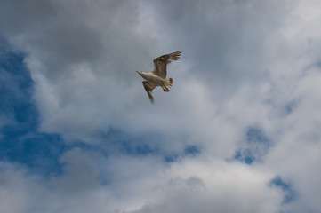 seagull in flight
