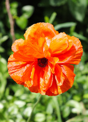 Orange poppy, full bloom, late afternoon sunlight