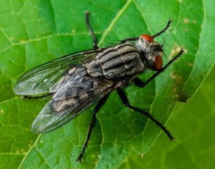 Cluster Fly (Pollenia sp.), Dunwoody, GA