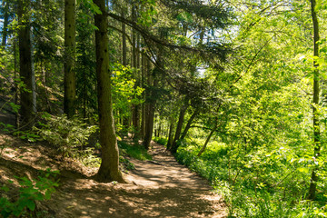 Die Schwarzachschlucht zwischen Feucht und Schwarzenbruck in der Nähe von Nürnberg bietet einen schönen Wanderweg. Der Weg führt durch den grünen Mischwald. 